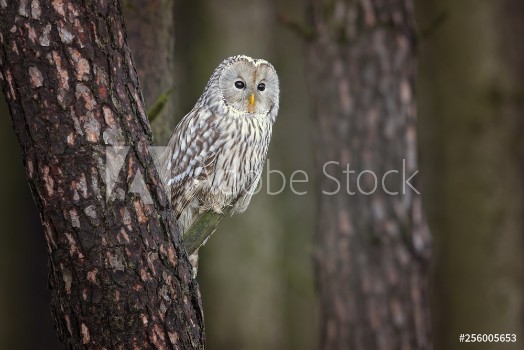 Bild på Ural owl Strix uralensis is a medium-sized nocturnal owl of the genus Strix with up to 15 subspecies found in Europe and northern Asia 
